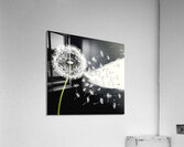 Dandelion Seed Pod Blowing in the Wind Acrylic Print