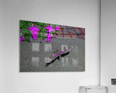 Sphinx Moth Acrylic Print