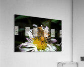 Honey Bee on Aster by Gene Killion 1980  Acrylic Print