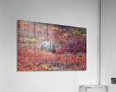 Denali Bear in Red Heather Acrylic Print