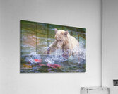 Bear Water Assault Acrylic Print