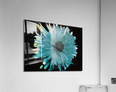 Abstract Blue Green Daisy on a Dark Abstract Background  Acrylic Print
