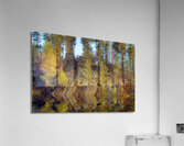Natures Arrow Acrylic Print