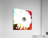 Abstract White Daisy on a Coloured Background  Acrylic Print