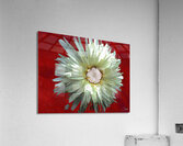 Abstract White Daisy Flower on an Abstract Background  Acrylic Print