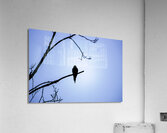 Bird Silhouette Light Blue Acrylic Print