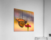 Monarch Soft Landing Zinnia Acrylic Print
