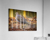 Mourning Dove on a Rock Acrylic Print