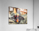 Scarlet Mormon Butterfly Acrylic Print