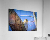 Juvenile Sharp Shinned Hawk Peaking Acrylic Print