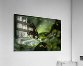 Red Spotted Purple Admiral Butterfly Acrylic Print