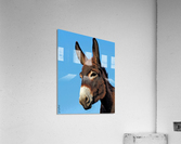 Handsome donkey  Acrylic Print