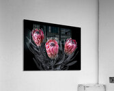 Protea Flora Acrylic Print