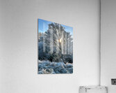 Frosty Morning in the Scottish Highlands   Acrylic Print