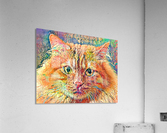Flower Power Jenny Cat Acrylic Print