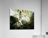 Forests Light and Shadow Play in the Scottish Highlands  Acrylic Print
