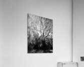 Winters Frosty Beauty in the Scottish Highlands in Black and White Acrylic Print