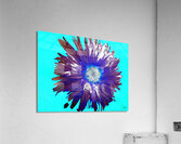 Abstract Purple and Blue Daisy Acrylic Print