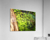 Scenes from the Trail-Natures Summer Wonders in the Scottish Highlands Acrylic Print