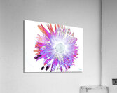 Abstract Pink Purple  and Blue Daisy  Acrylic Print
