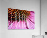 Purple Coneflower Acrylic Print