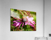 Impressionistic Summer Cone Flower  Acrylic Print