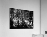 Winters Black and White Trees in the Scottish Highlands Acrylic Print