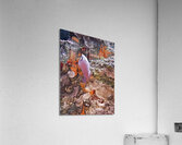 Outback Acrylic Print