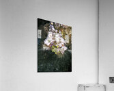 Dehydrator Acrylic Print