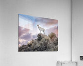 Goats of KONA Holt __RezN888  Acrylic Print