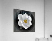 Magnolia Charm__Holt RezN888  Acrylic Print