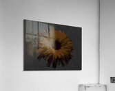 Abstract Dark Pink Daisy on a Dark Abstract Background Acrylic Print