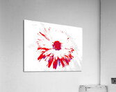 Abstract Bold Red Daisy Acrylic Print