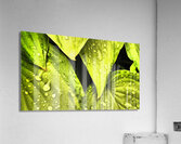  Impressionistic Hosta Leaves  Acrylic Print