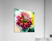 Dreaming of Dahlias Acrylic Print