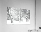 Some trees never give up Acrylic Print