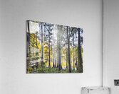 SECRET PLACE - THRU THE TREES_Holt_RezN888  Acrylic Print