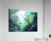 Epicalyx Acrylic Print