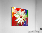 Abstract Vibrant Daisy Flower on an Abstract Background Acrylic Print