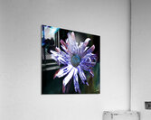 Abstract Daisy Flower Dark Background Acrylic Print