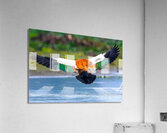 Ruddy Shelduck Acrylic Print