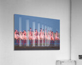 Lesser Flamingos 1 Acrylic Print
