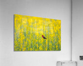 Strawberry Finch 6 Acrylic Print