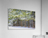 Cold Scotch Pines Acrylic Print
