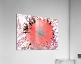 Abstract Vibrant Red Daisy Flower  Acrylic Print