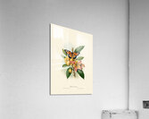 Butterfly Acrylic Print