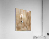 Chickadee  Acrylic Print