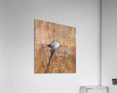 American Tree Sparrow Acrylic Print