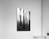 Black and white shot of trees in a forest on a foggy morning  Acrylic Print