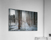 Forest Snowfall Acrylic Print
